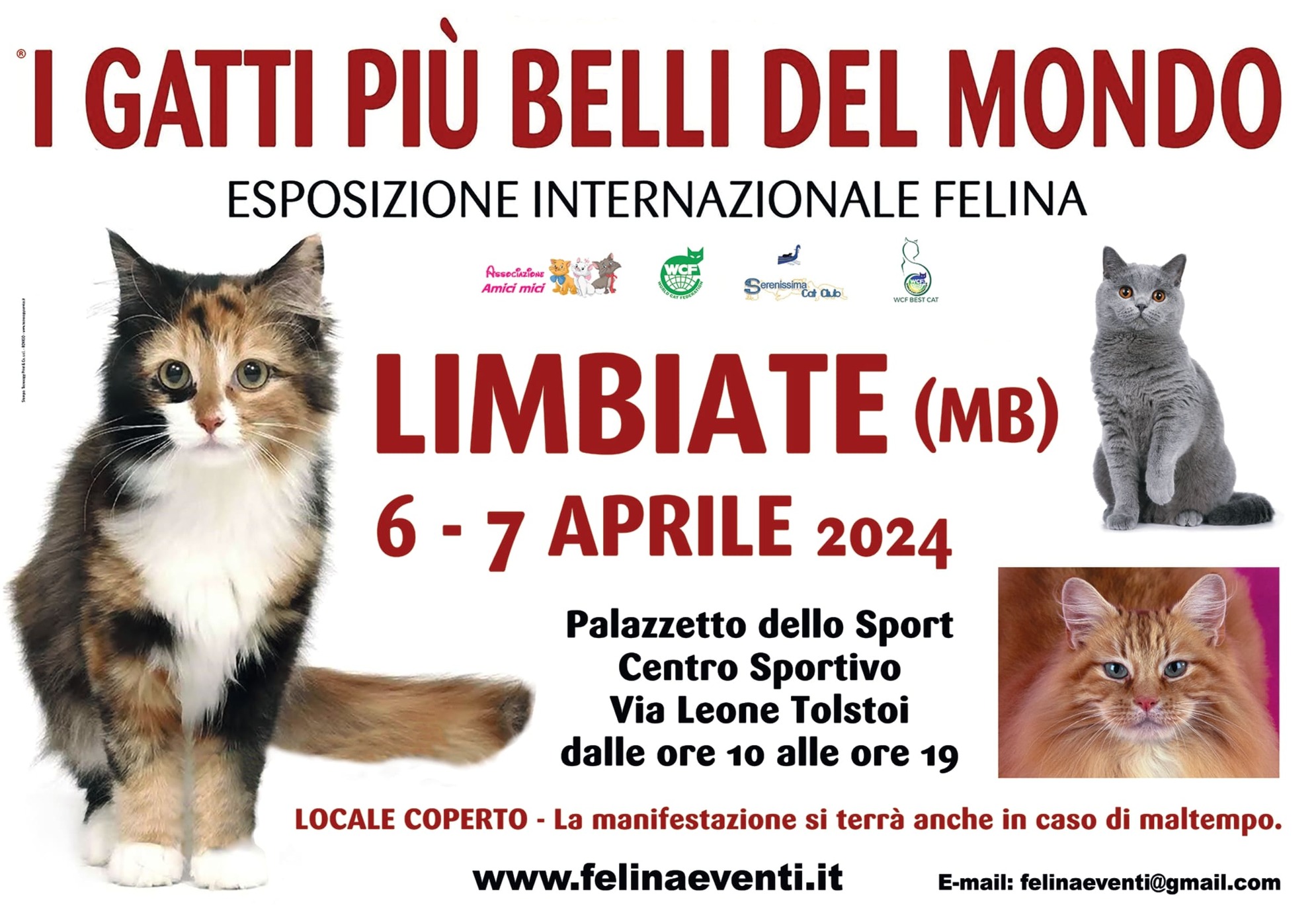 I GATTI PIU' BELLI DEL MONDO - Esposizione internazionale felina - a LIMBIATE